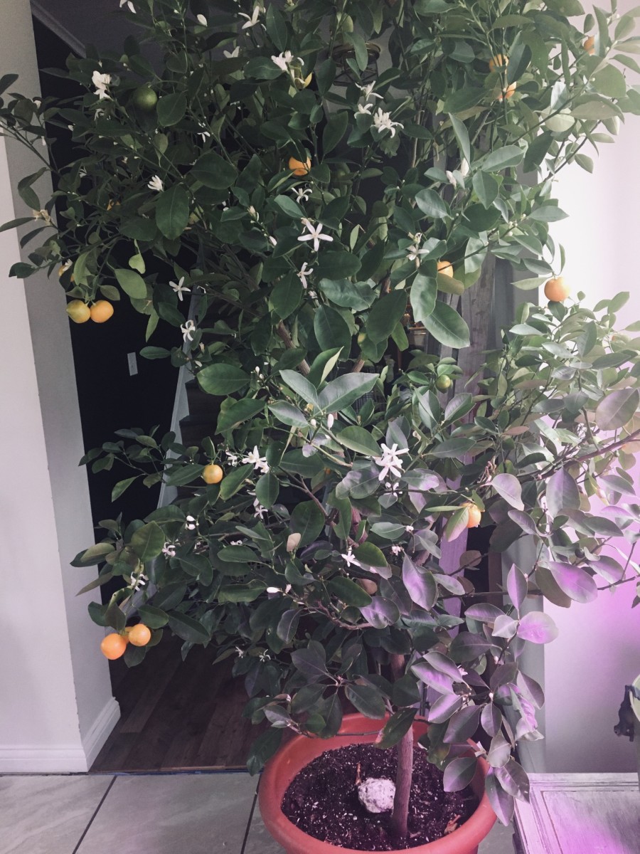 This is my Calomondin dwarf orange tree