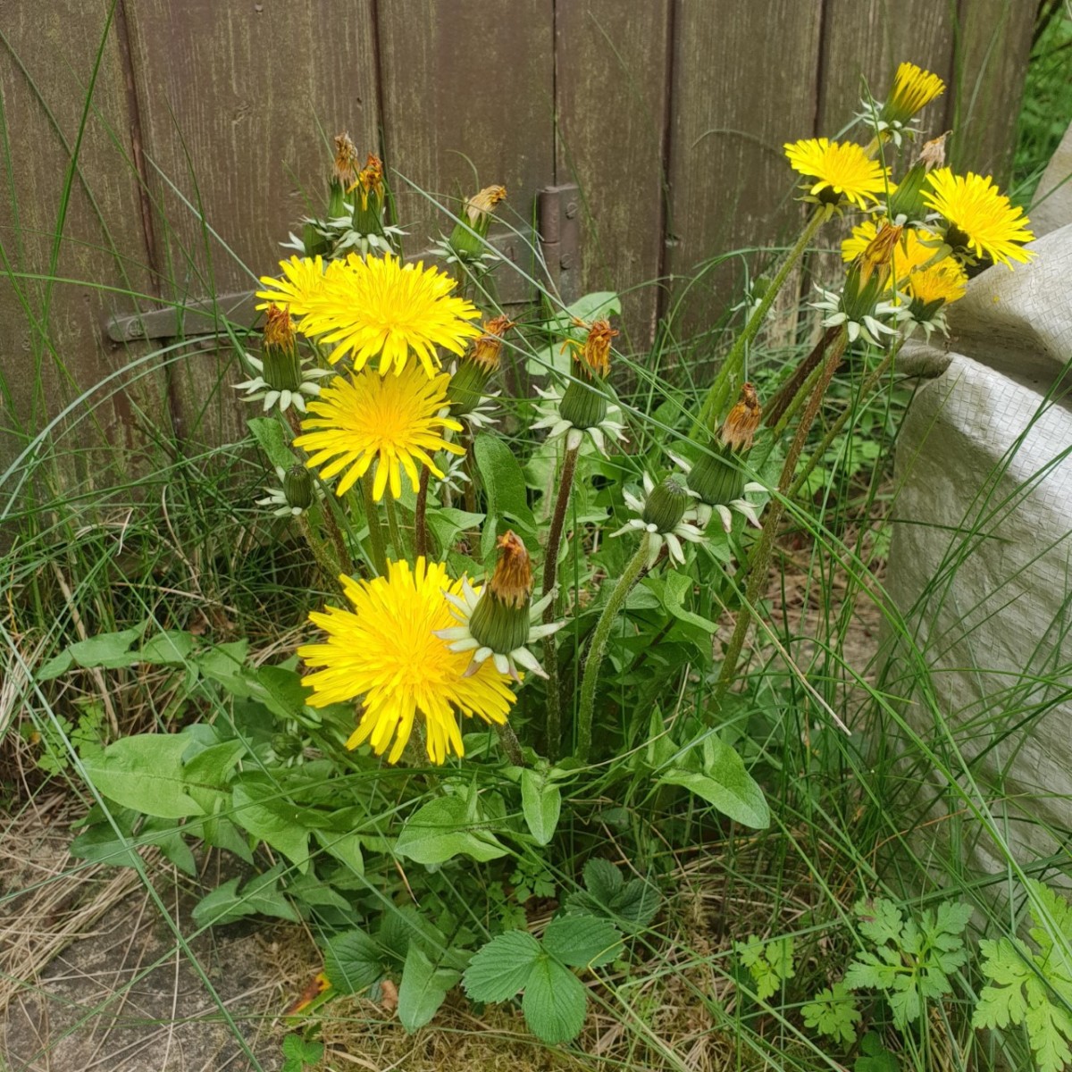The dandelion, a common garden weed