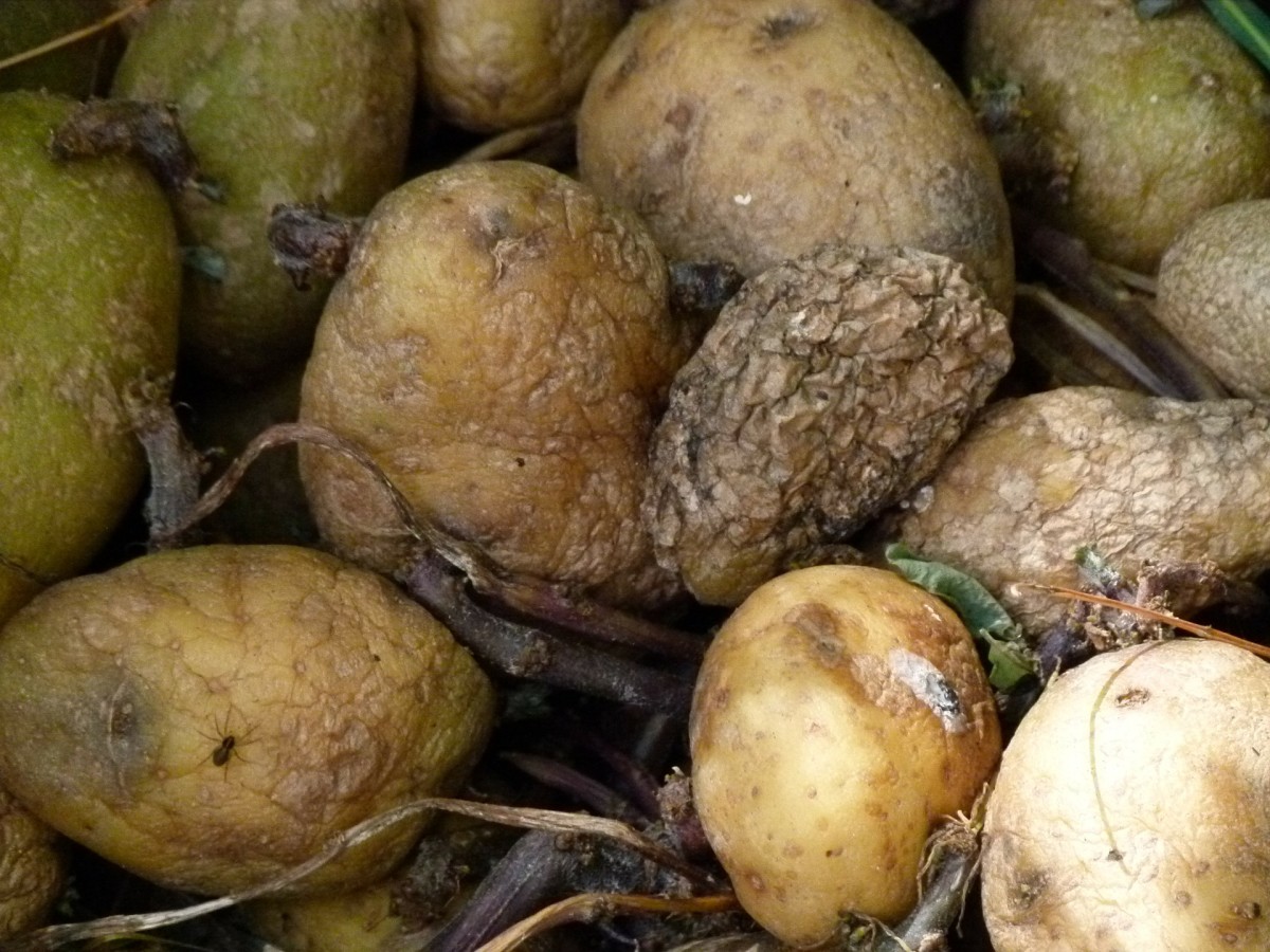 Blighted potatoes
