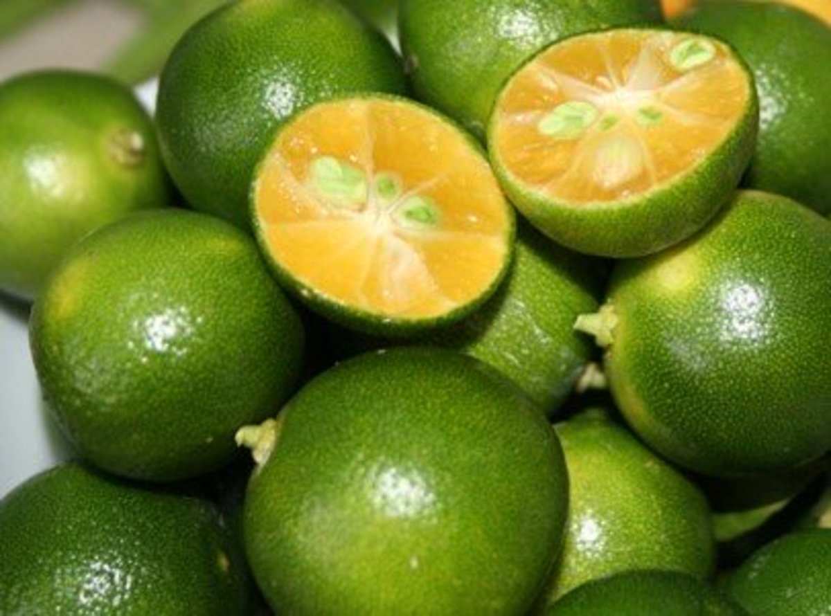 This is what calamansi looks like. It's similar to a small, green lime.