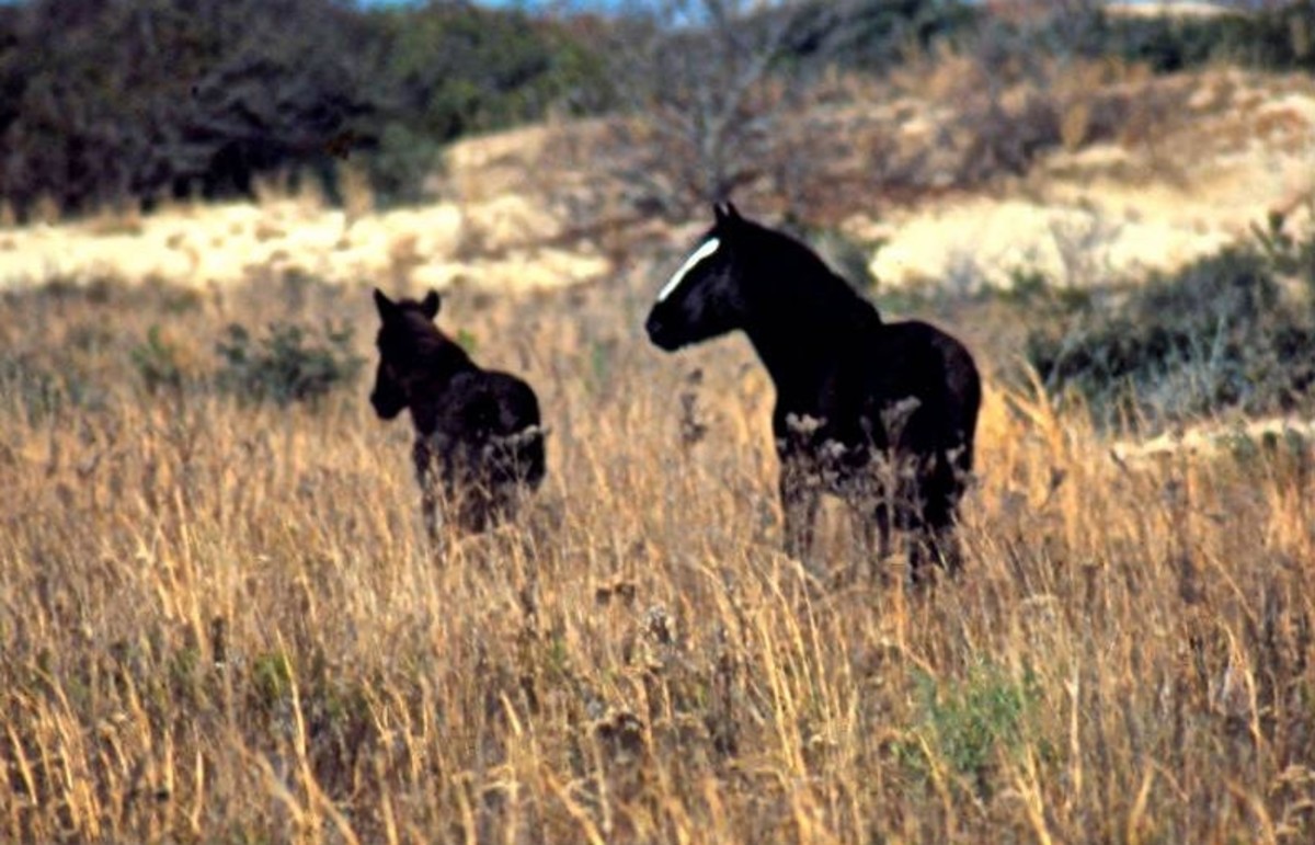 Mare and Foal on Currituck Banks