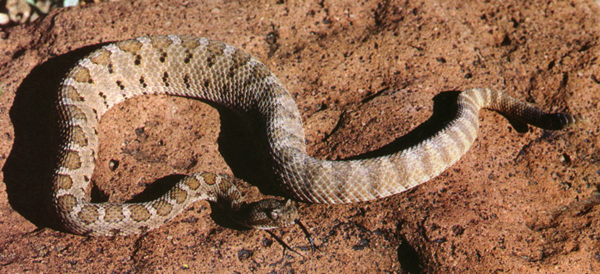 Lower California Rattlesnake
