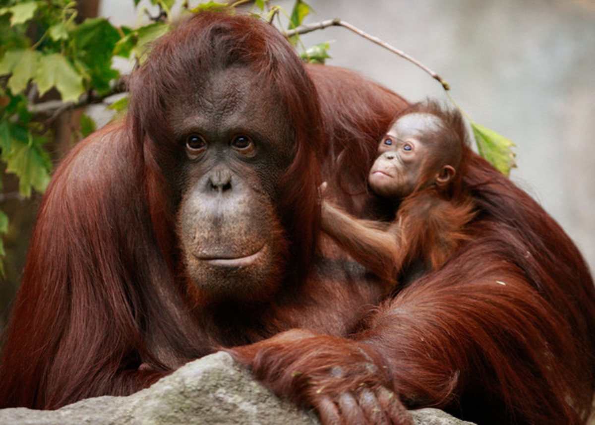 The word orang-utan literally means a 'person of the forest'. 