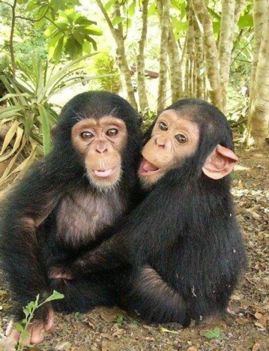 Chimpanzees are found in Africa, from Guinea to western Uganda and Tanzania. 