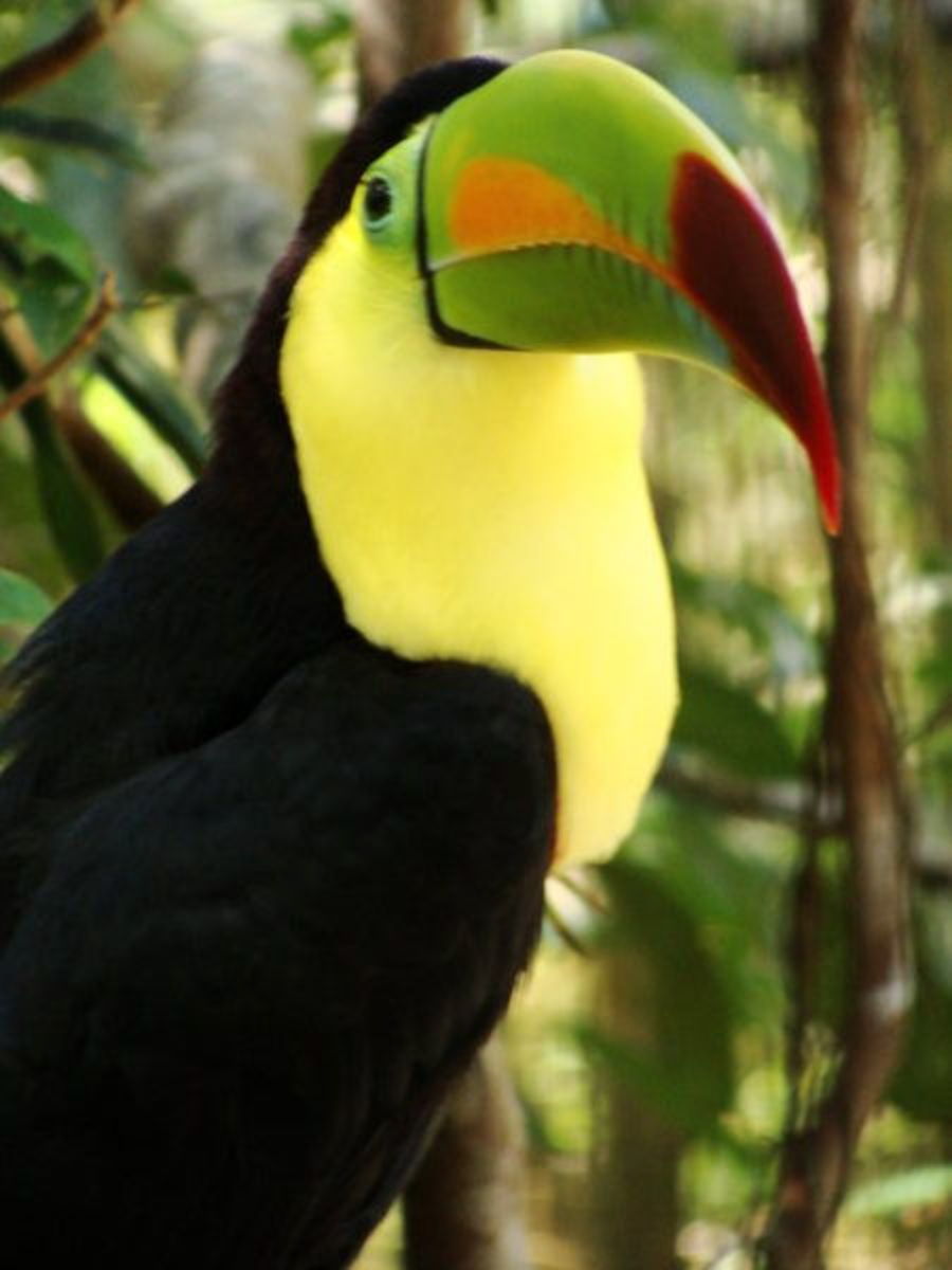 Toucans are beautiful forest birds found in the rainforests of Central and South America from Mexico to Argentina. 