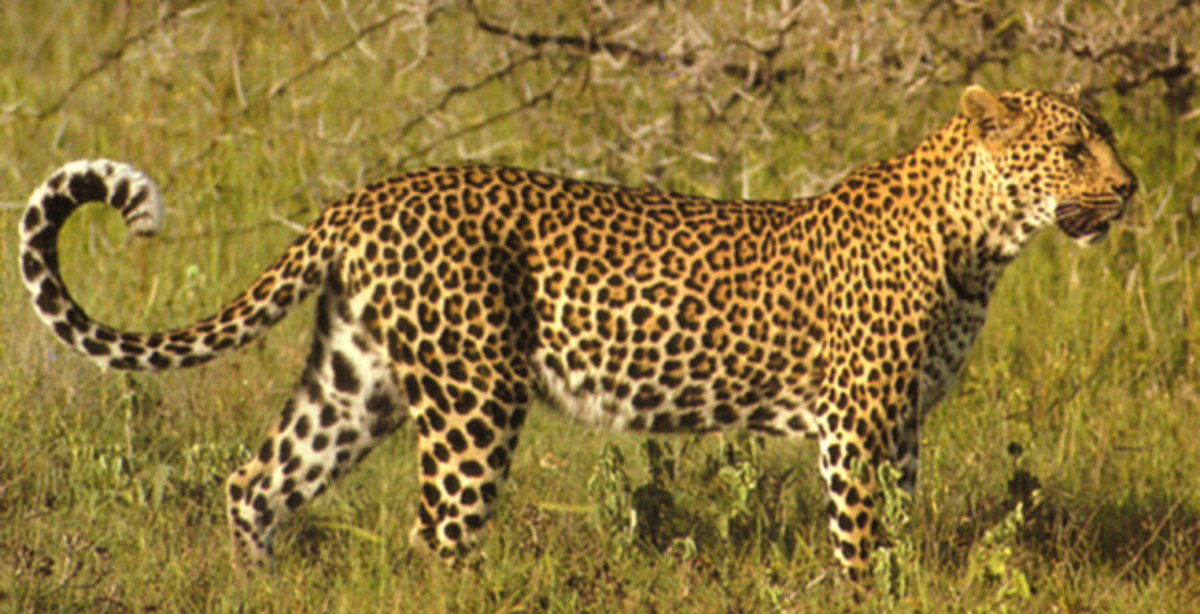 Leopards are found all over Africa, from the Arabian Peninsula through Asia to Manchuria and Korea.
