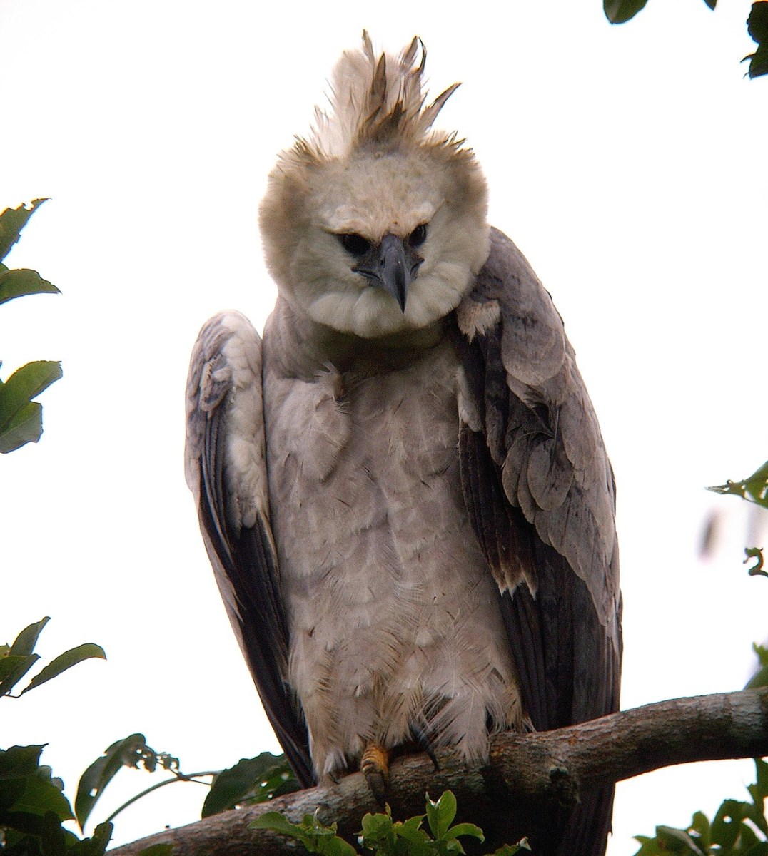 Harpy Eagles are found in the tropical lowland rainforests of Central and South America.