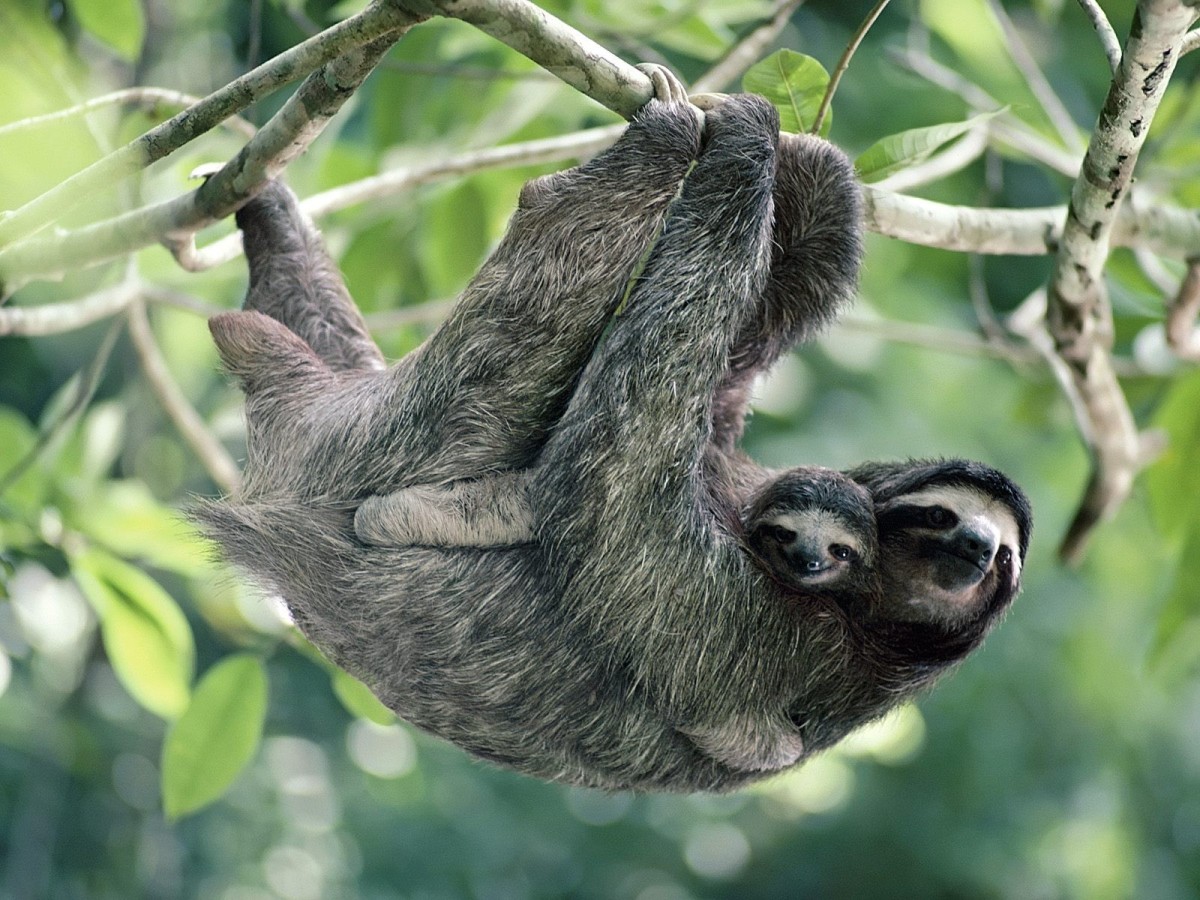 The three toed sloths are found in central and South American rainforests.