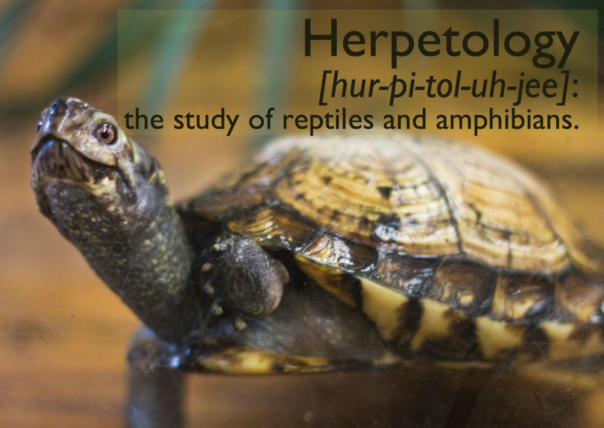 Herpetology is the study of reptiles and amphibians
