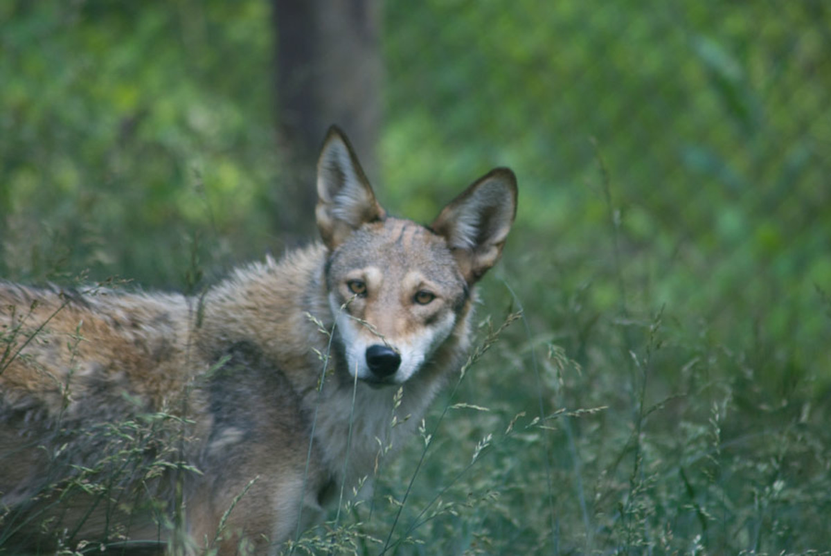 Top 3 Places to See Red Wolves in North Carolina - Owlcation