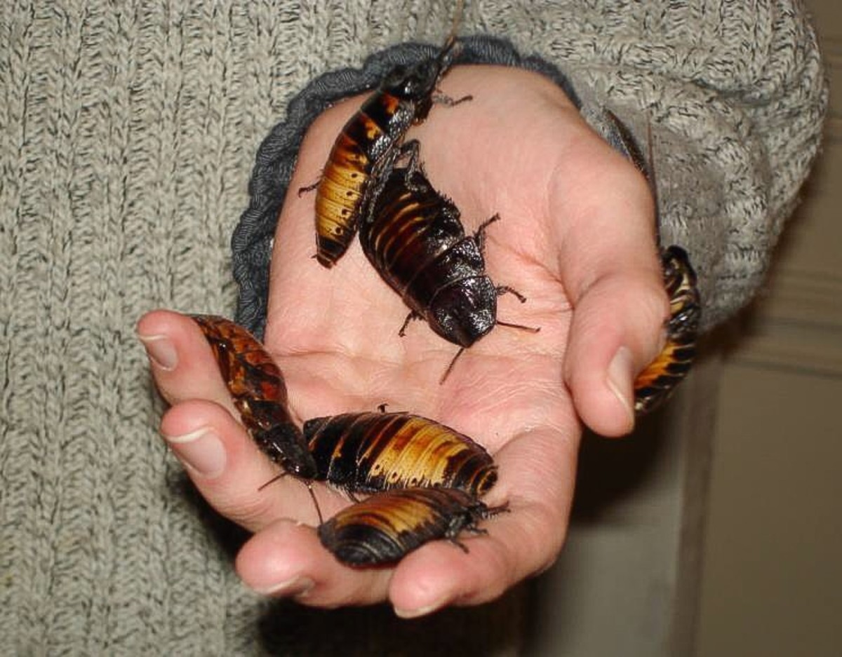 Pet Madagascar hissing cockroaches