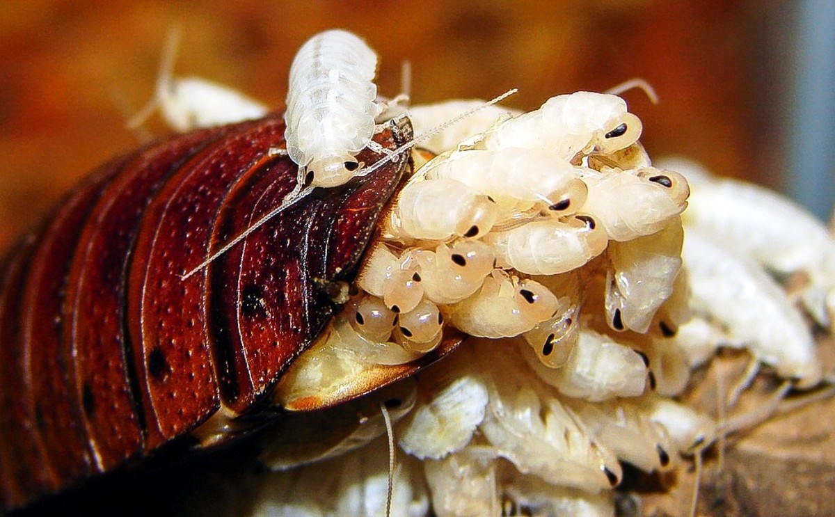 Cheesestain, a pet Magagascar hissing cockroach, giving birth