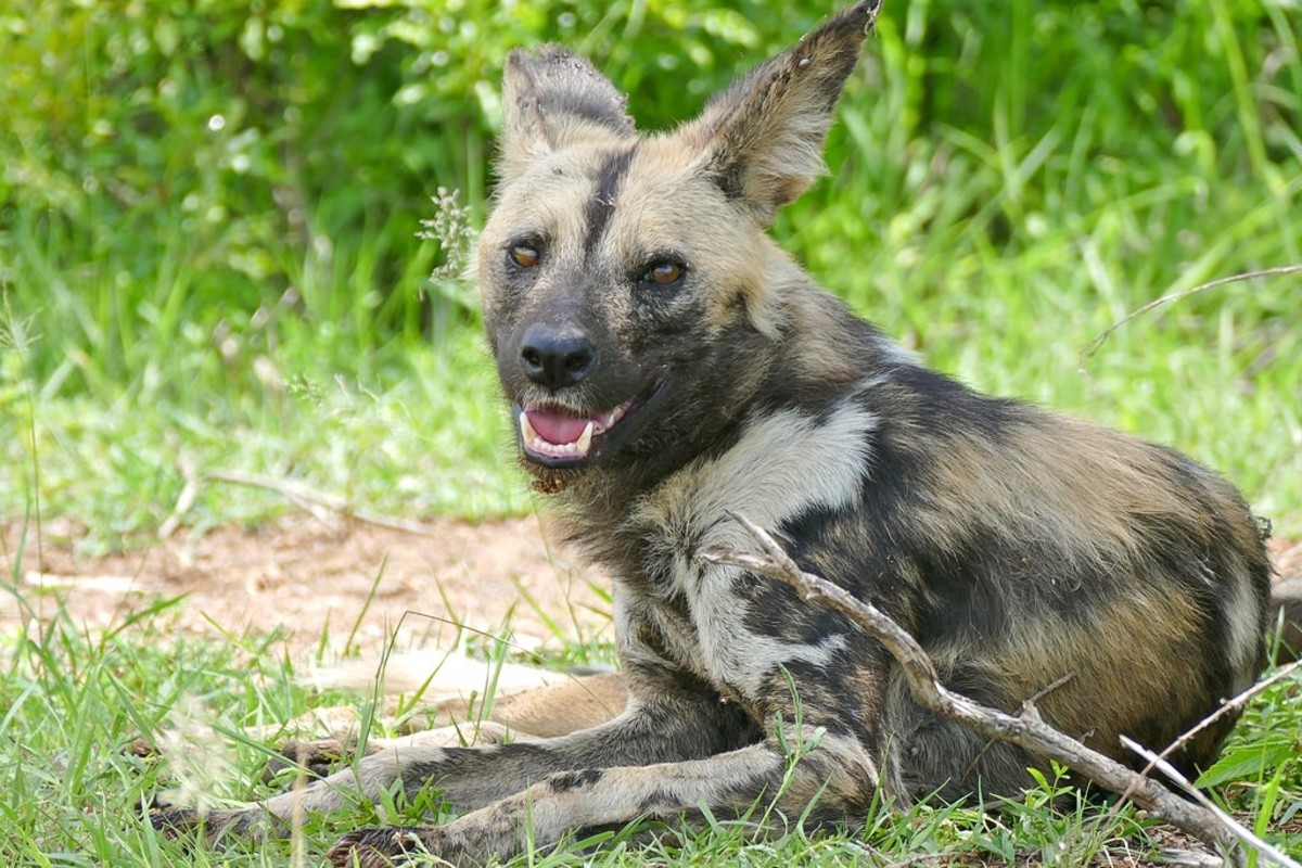 African Wild Dog Hybrid