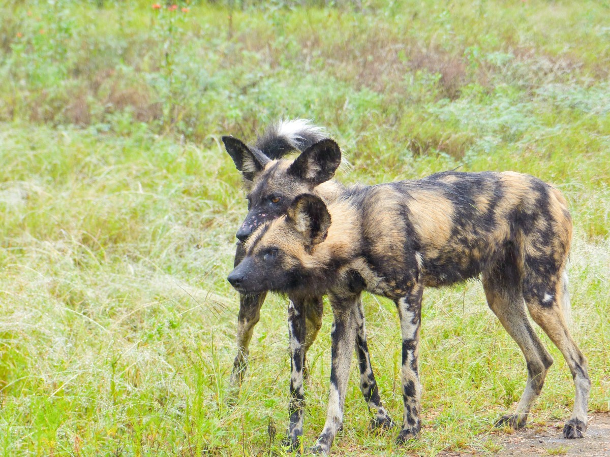 African Wild Dog Facts: Attractive and Endangered Animals - Owlcation