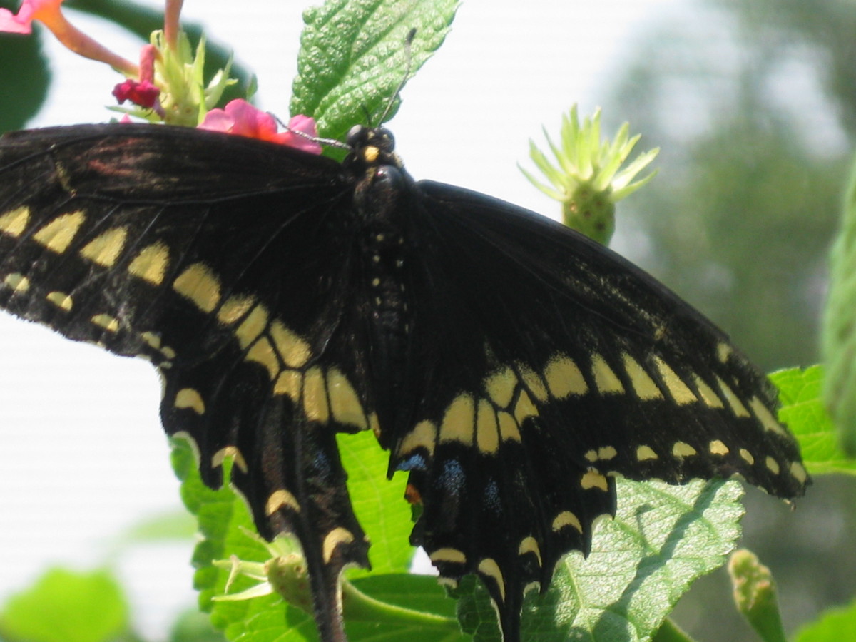 An Anise Swallowtail butterfly can be identified by its tail, yellow markings on its top wings, and blue dots toward the edge. Anise Swallowtail are common throughout the U.S. and Mexico.