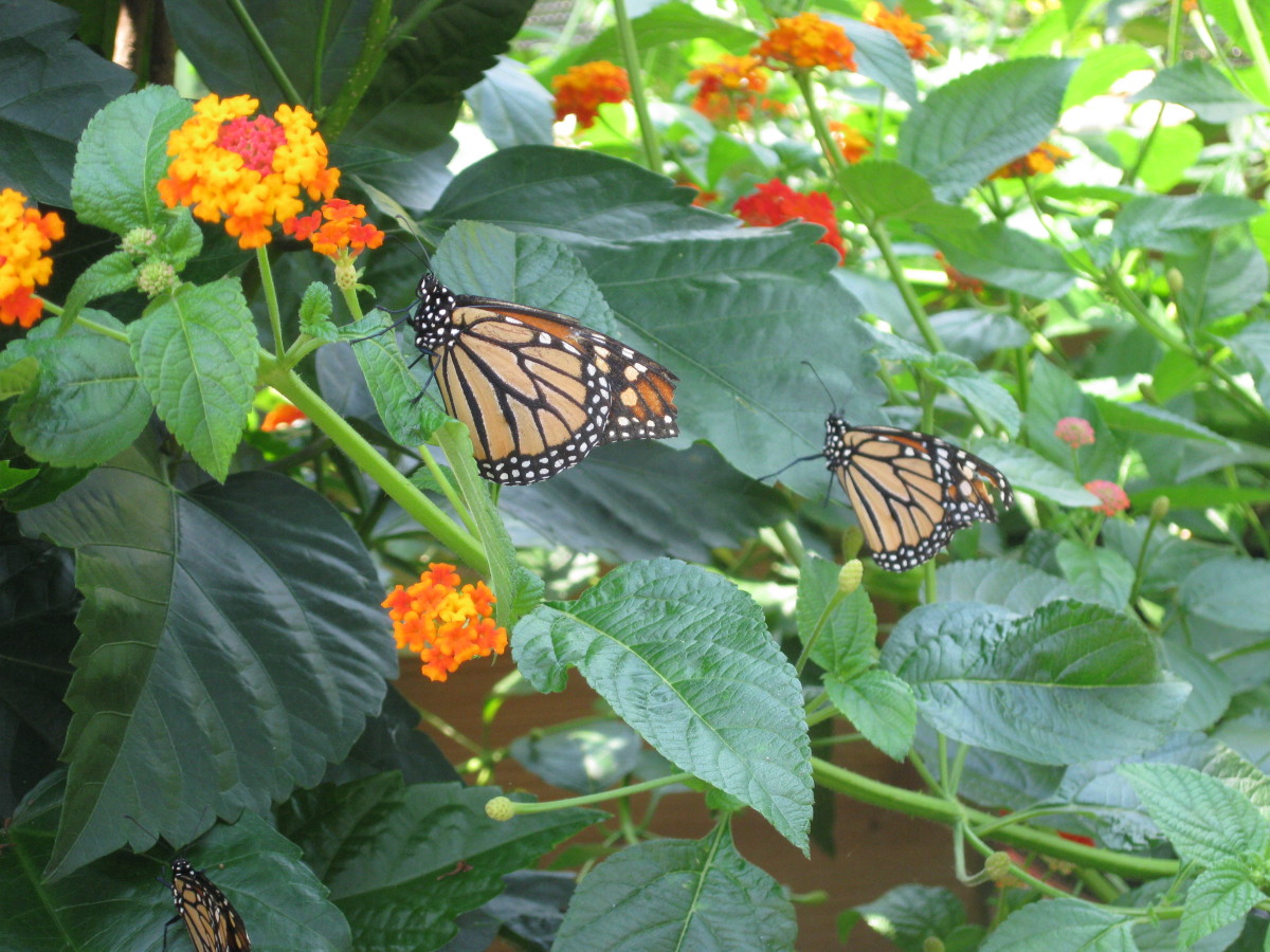 Beautiful and easy to identify, Monarch butterflies are part of the Brushfoot family. Monarch feet are shaped like bushes. Monarchs are large and common throughout the U.S., Mexico, and southern Canada