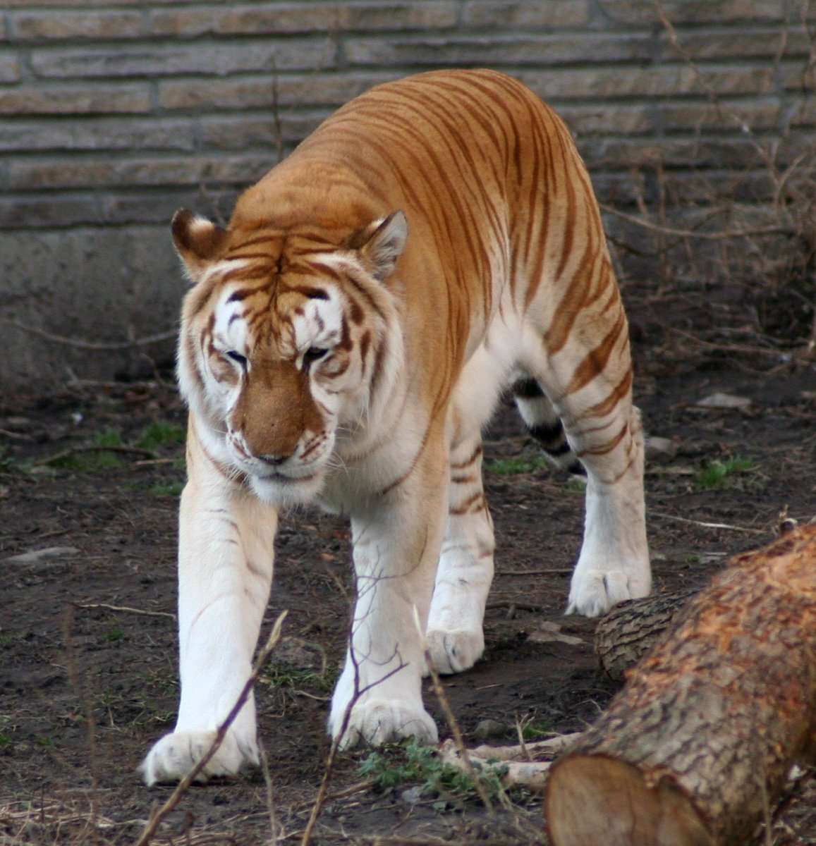 Golden Tabby Tiger in Captivity.
