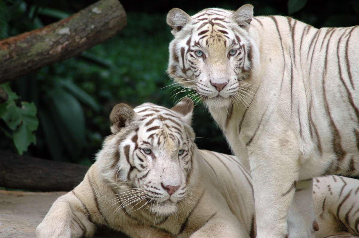 The best places to see tigers in the wild in 2022 – Lonely Planet