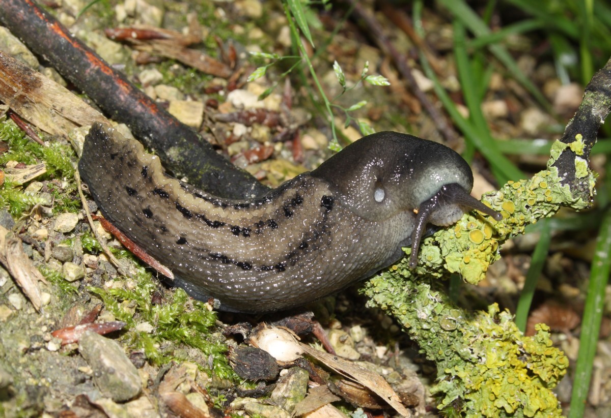 Limax cinereoniger is the largest slug on the world.