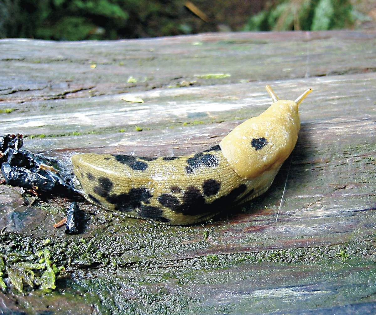 Banana slugs may be bright yellow, but the species in my area is greenish yellow with dark blotches.