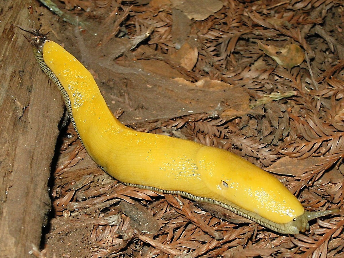 The banana slug or Ariolimax