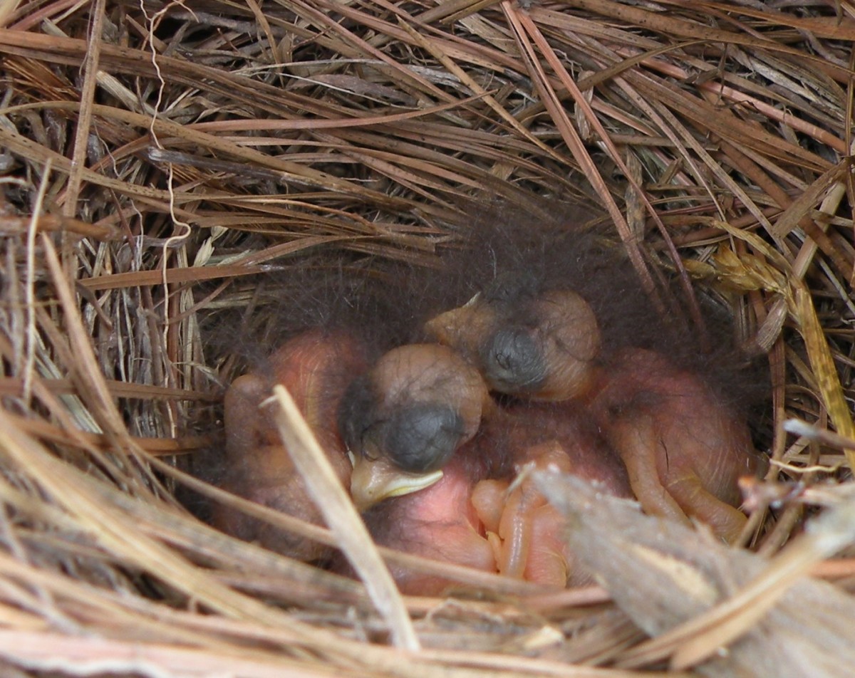 These naked looking baby bluebirds are just a few days old.