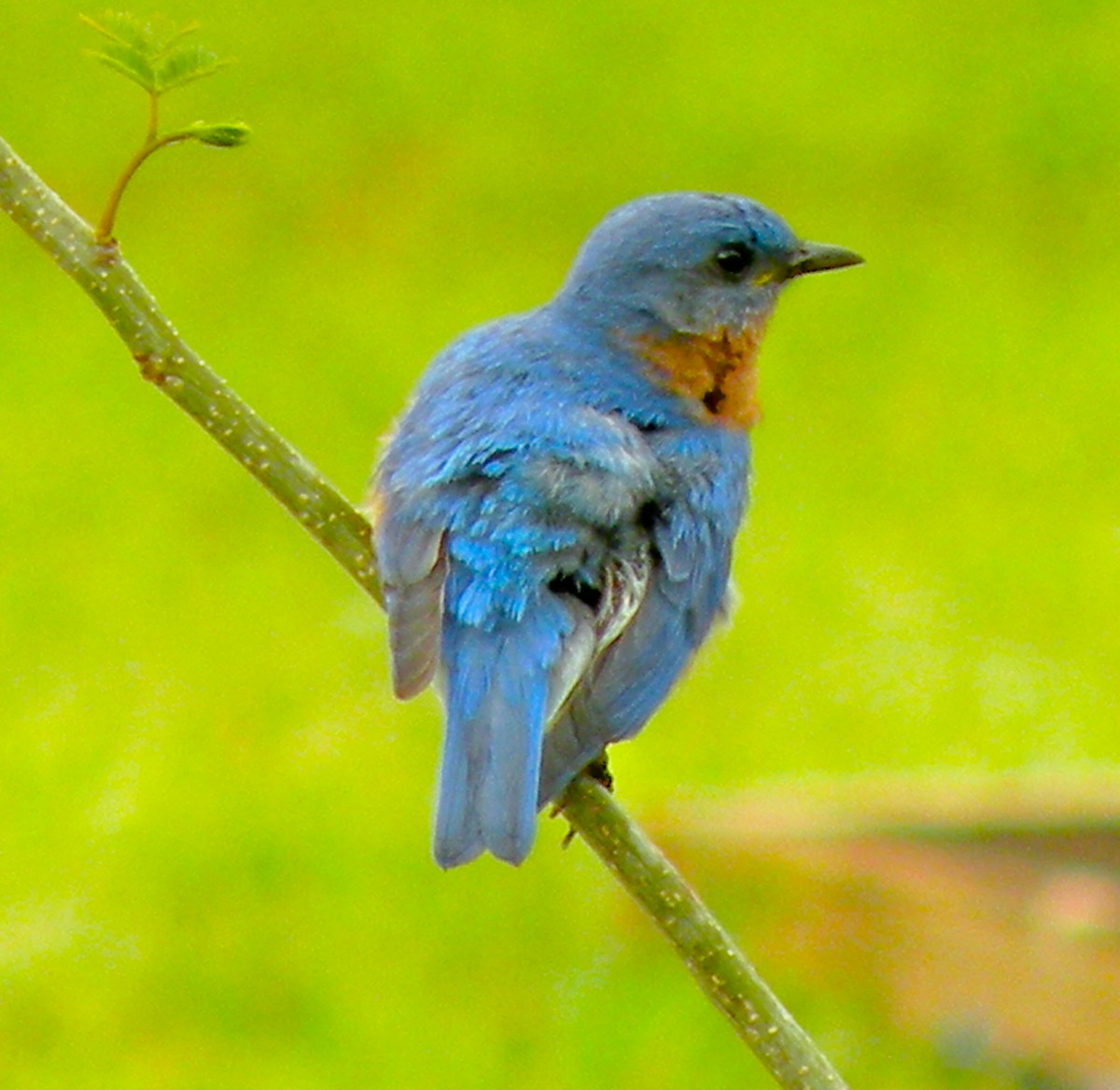 There's no place like home to watch birds. Here's a backyard bluebird.