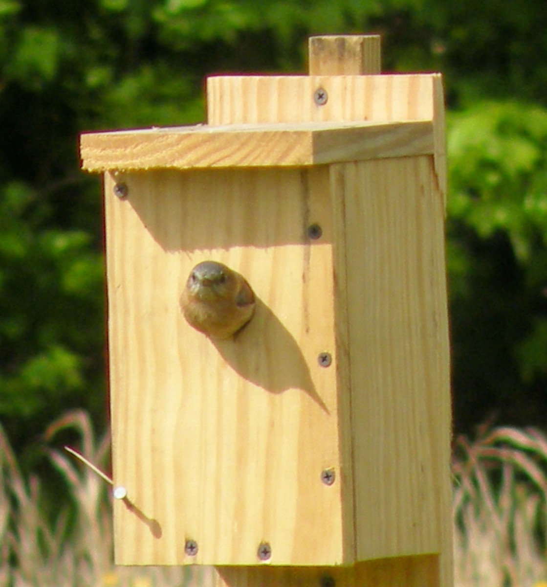 What Is In My Bluebird House??