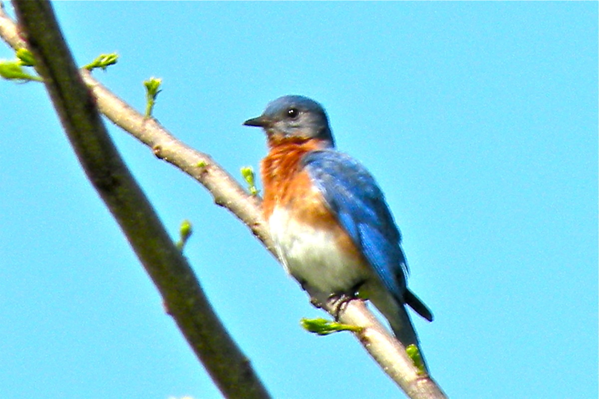 Even Mr. Bluebird enjoys a fine spring day and a view of my flower gardens.