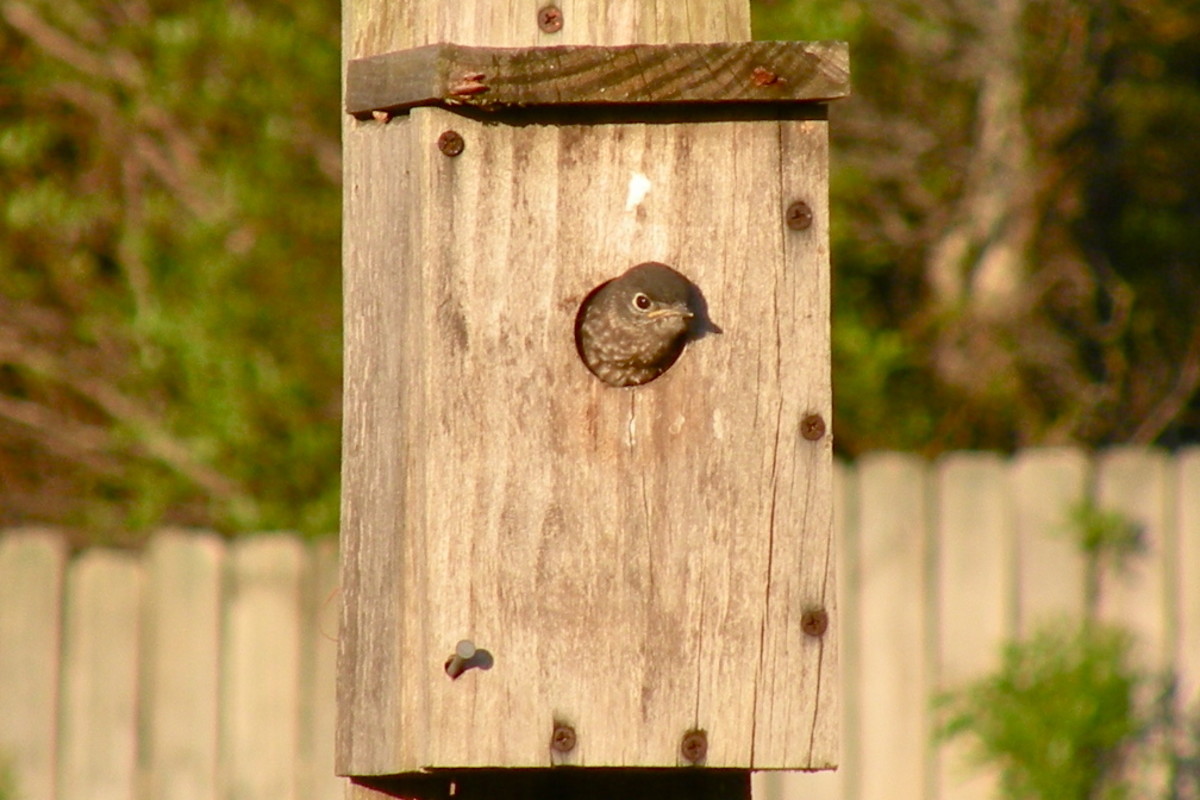 Pictures of Bluebirds, Bluebird Houses, and How to Attract Bluebirds