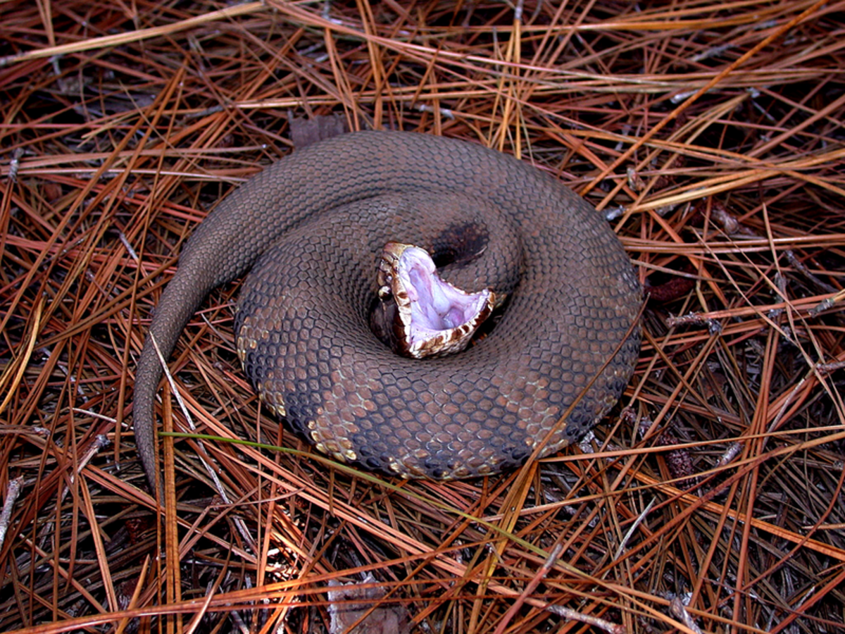 Notice the white mouth? That is why they are commonly referred to as Cottonmouths. 