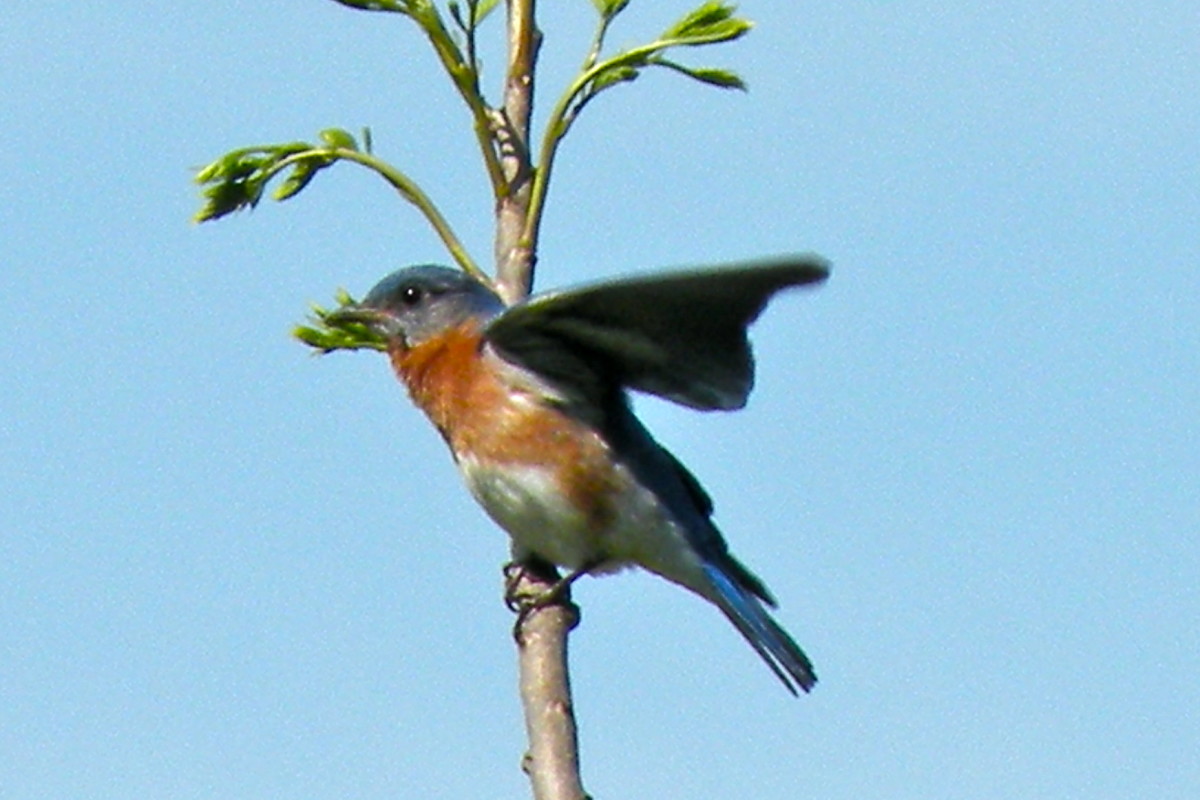 Pictures of Bluebirds, Bluebird Houses, and How to Attract Bluebirds
