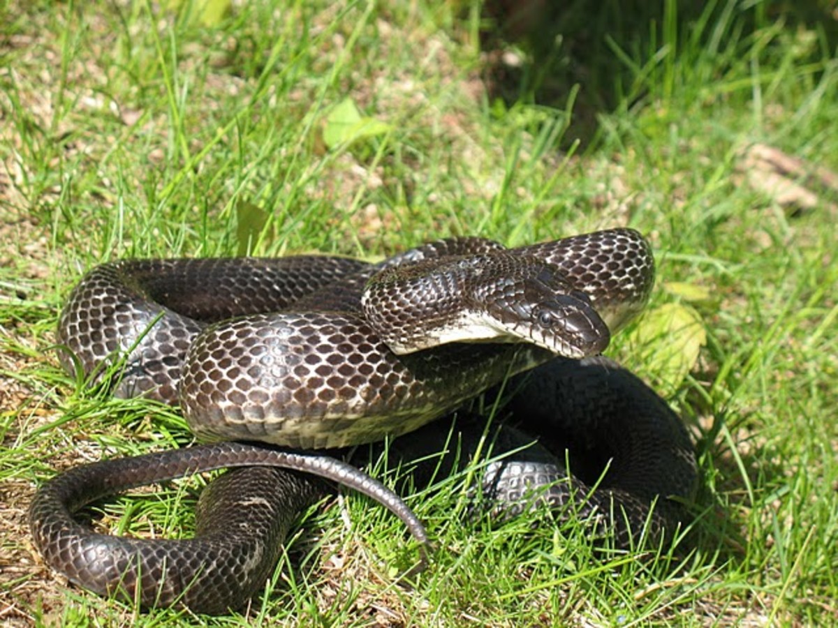 Dangerous or Not? Identifying Venomous Snakes in the US - Owlcation