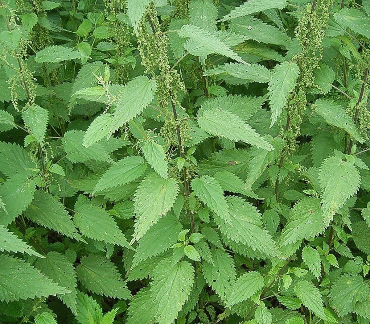 Stinging nettles, or Urtica dioica