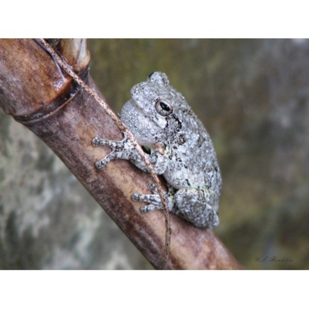 Pictures and Encounters With Louisiana Tree Frogs Owlcation