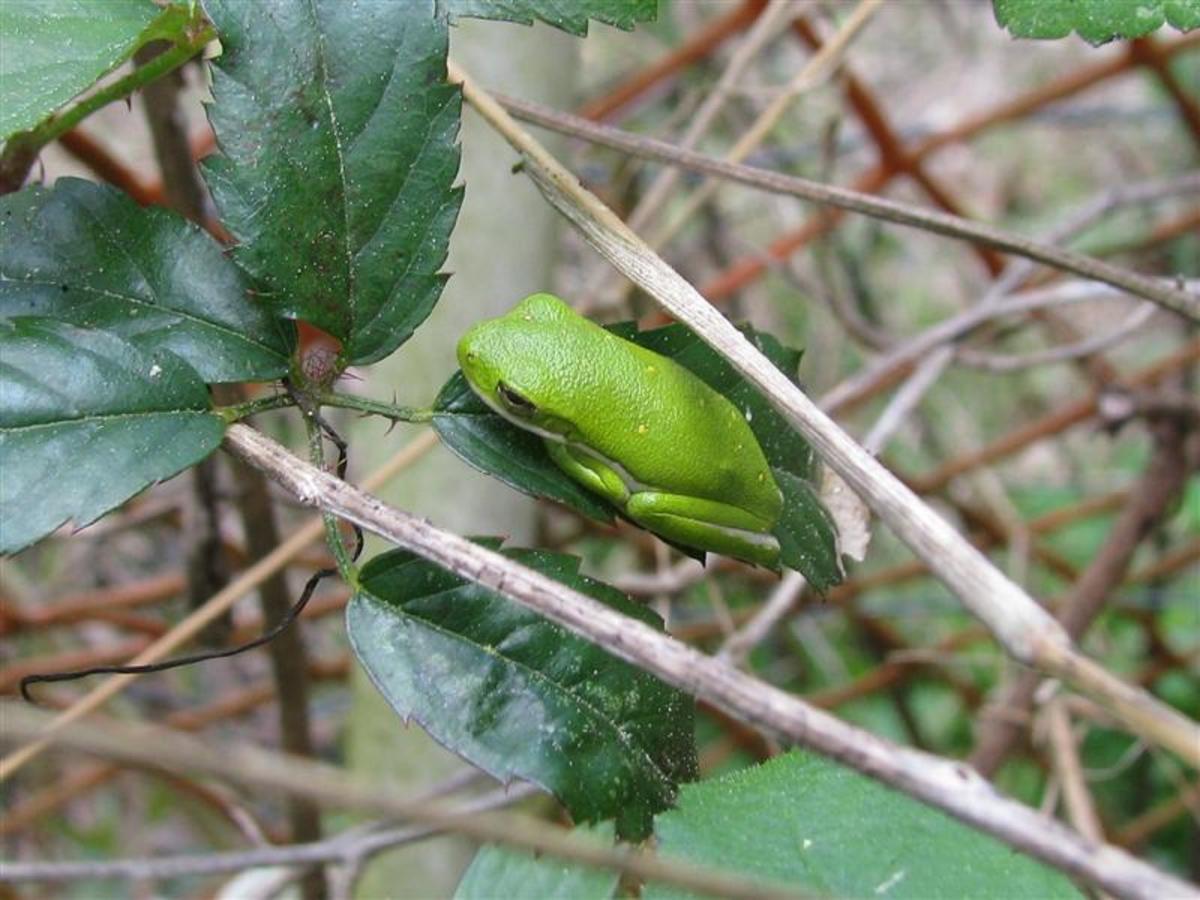 A green tree frog in early spring