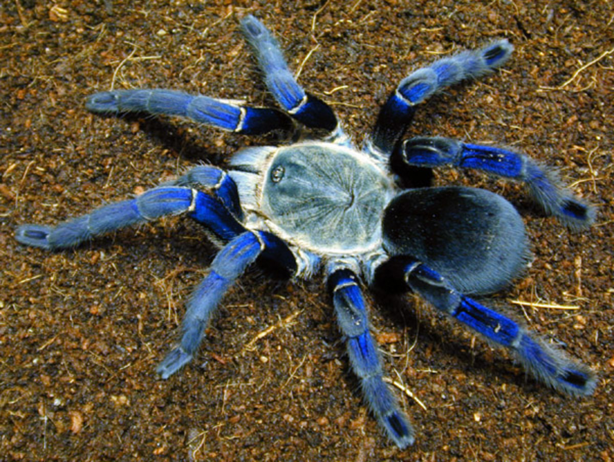 Cobalt Blue Tarantula (Haplopelma lividum)