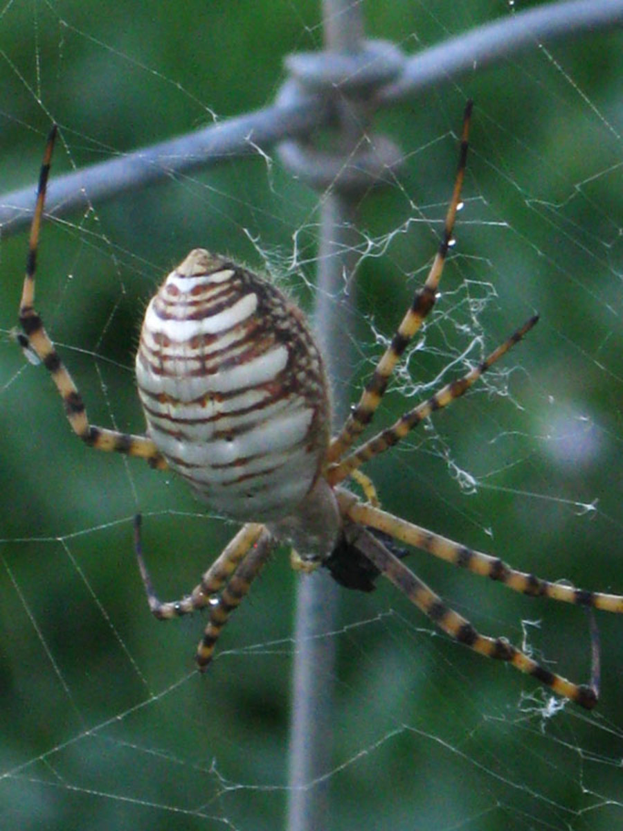 itsy-bitsy-spider-climbed-up-the-hubpage