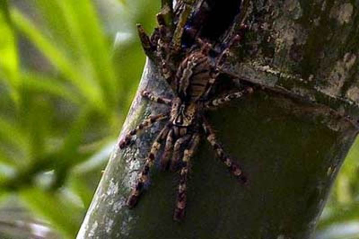 itsy-bitsy-spider-climbed-up-the-hubpage