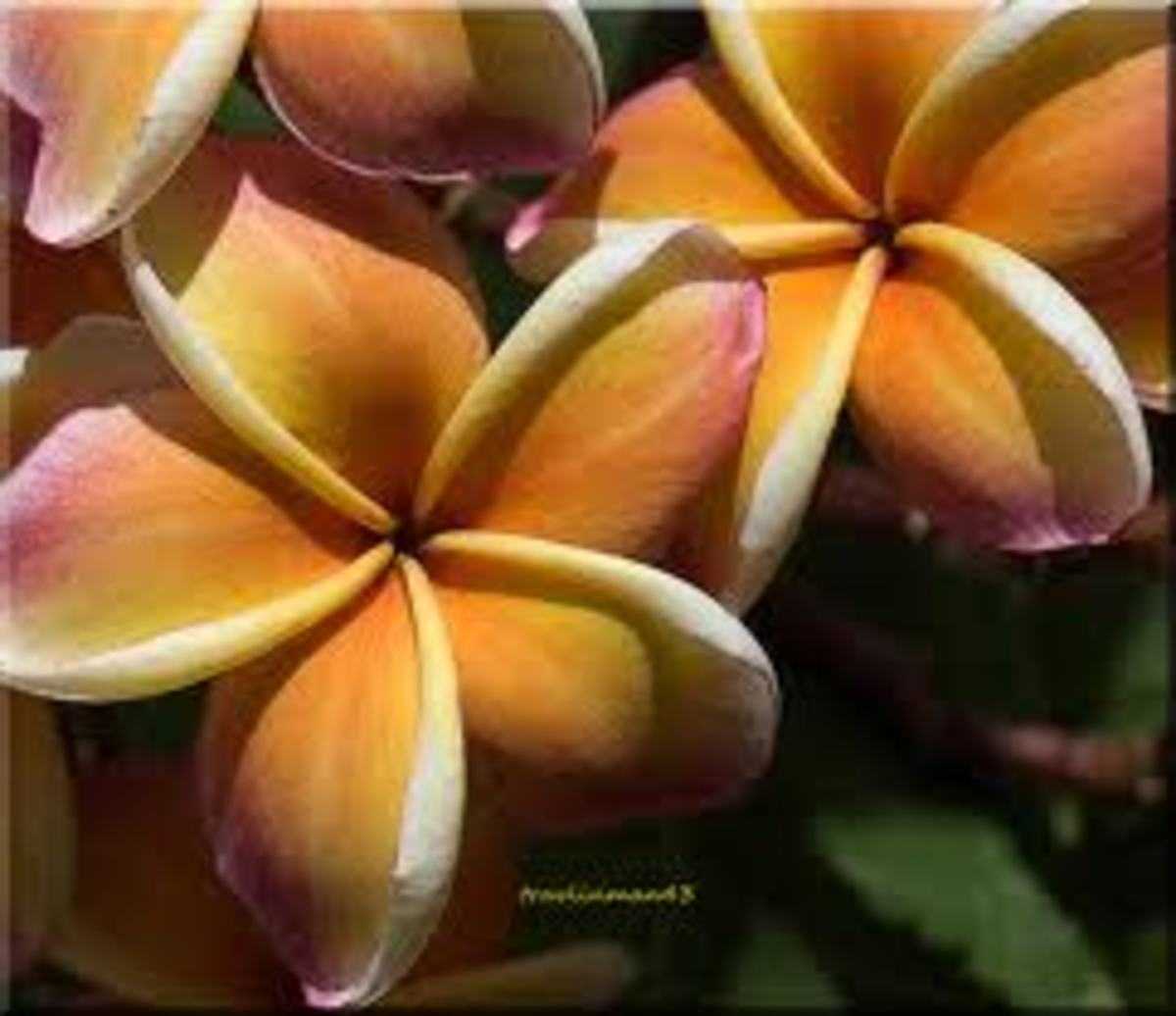 Fragrant Flowers of Hawaii Owlcation