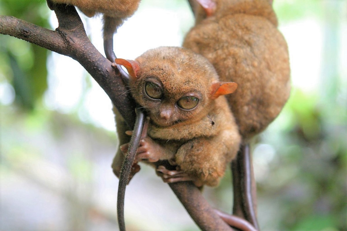 tarsier baby