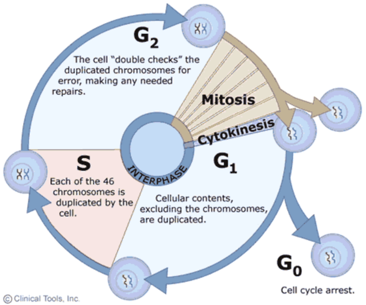 Stages Of The Cell Cycle Mitosis Interphase And Prophase Owlcation