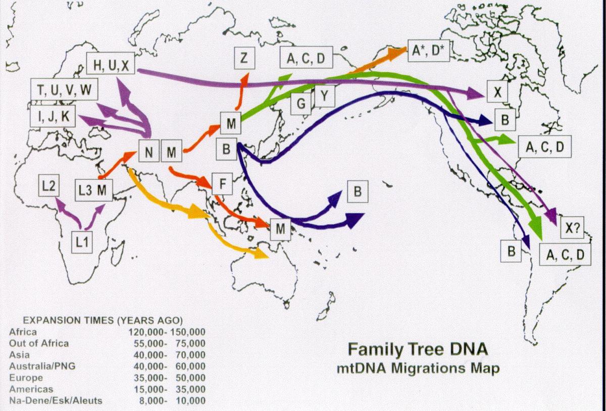 A map of DNA migration.