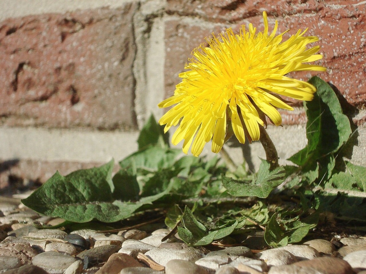 Common and Russian Dandelions Nutrition, Latex, and Rubber Owlcation