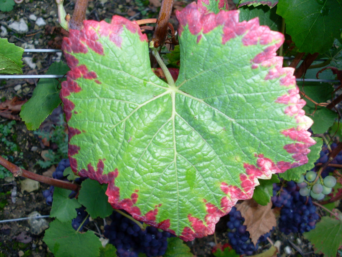 A grape plant showing a mineral deficiency - probably phosphorus but it could be potassium deficiency.