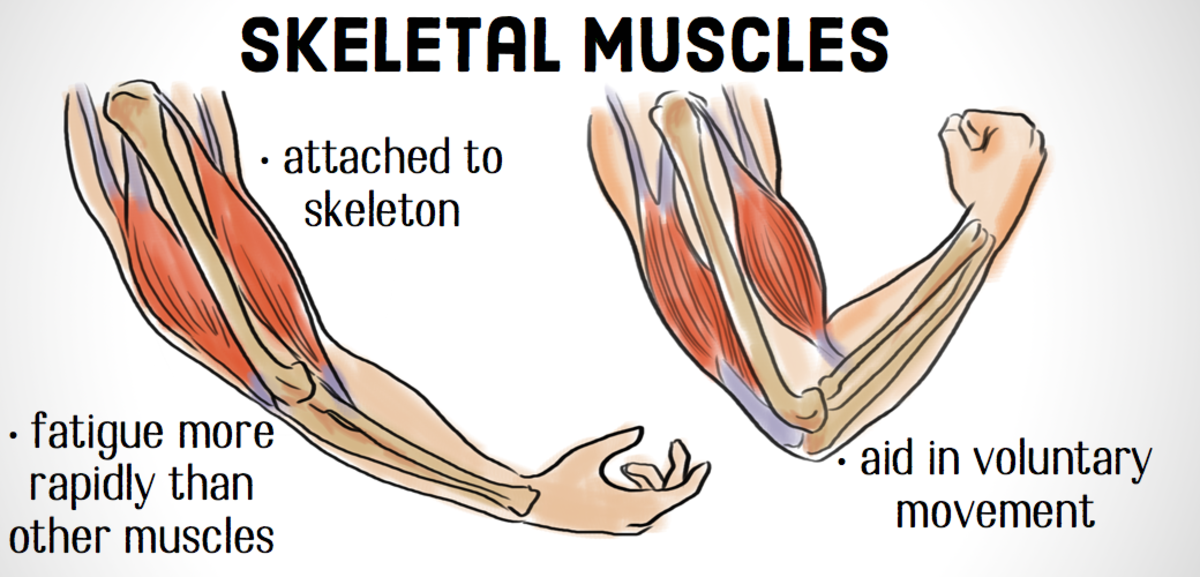 The Differences Between Skeletal, Smooth & Cardiac Muscles - Owlcation