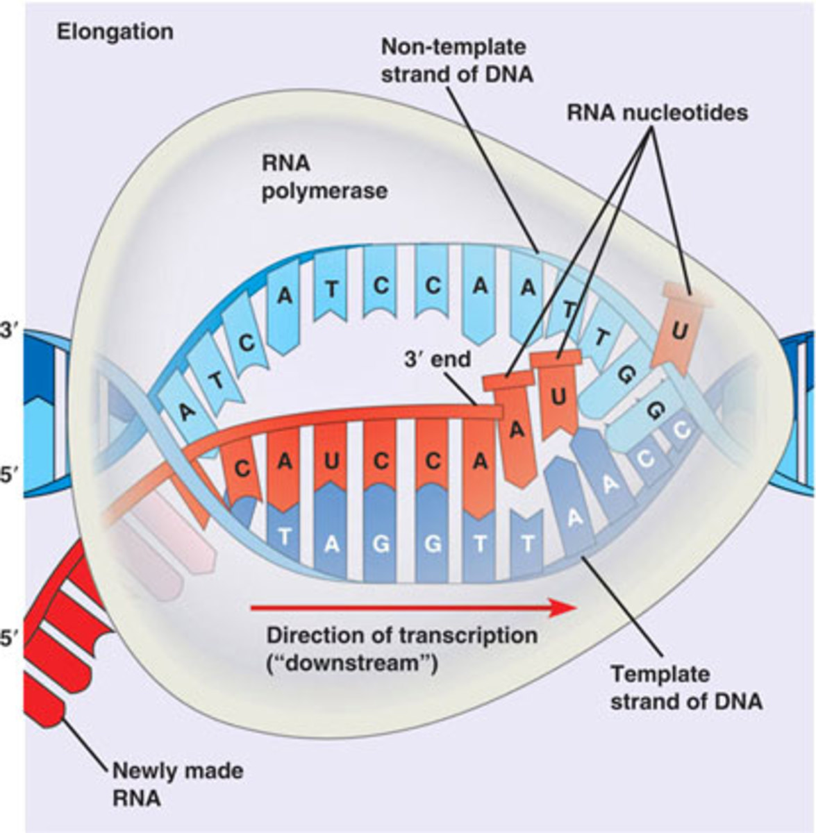 This figure shows the elongation of an RNA strand. At this point, transcription is well underway; you can clearly see how complementary base pairing rules dictate the sequence of bases in the growing RNA strand.