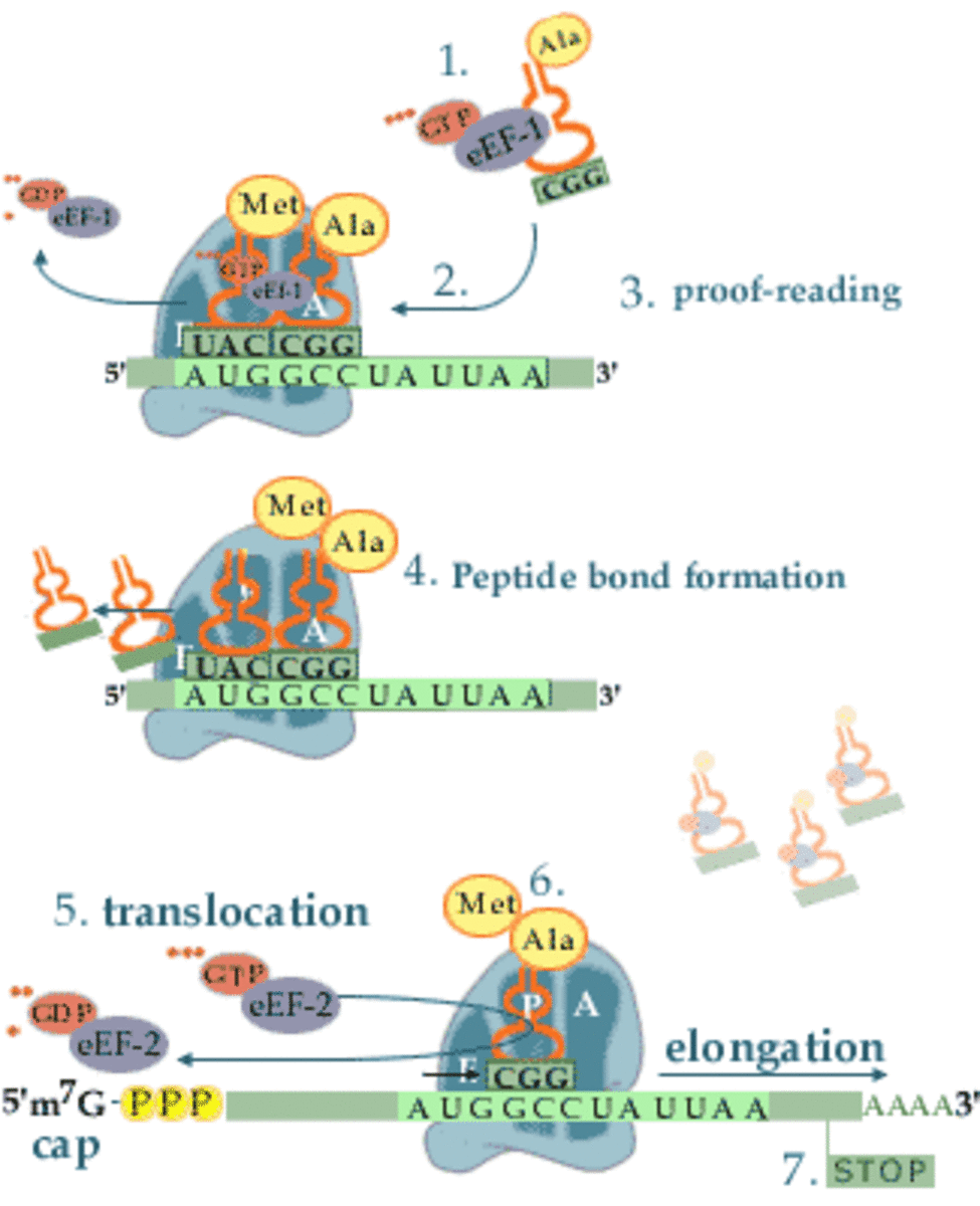 This figure shows the second stage of protein translation: elongation. This occurs after initiation, where the start codon (always AUG) is identified on the mRNA chain.