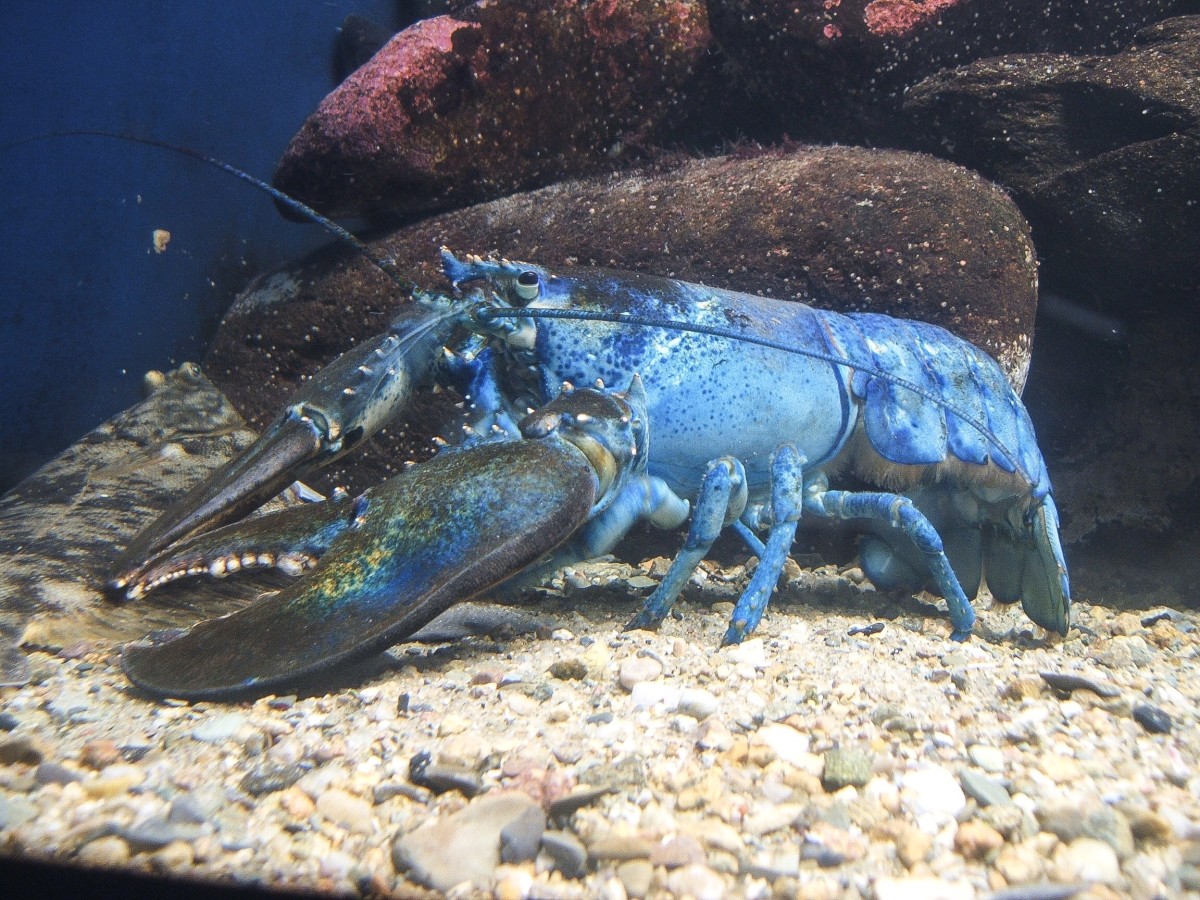 A blue American lobster