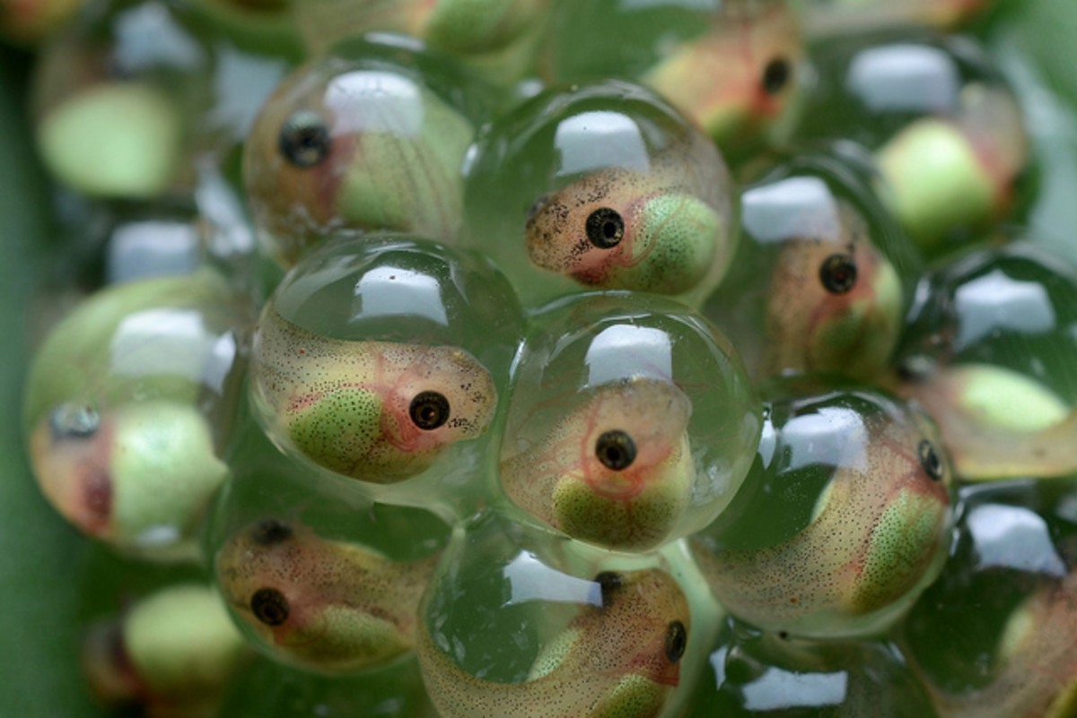 Tree frog tadpoles developing in eggs